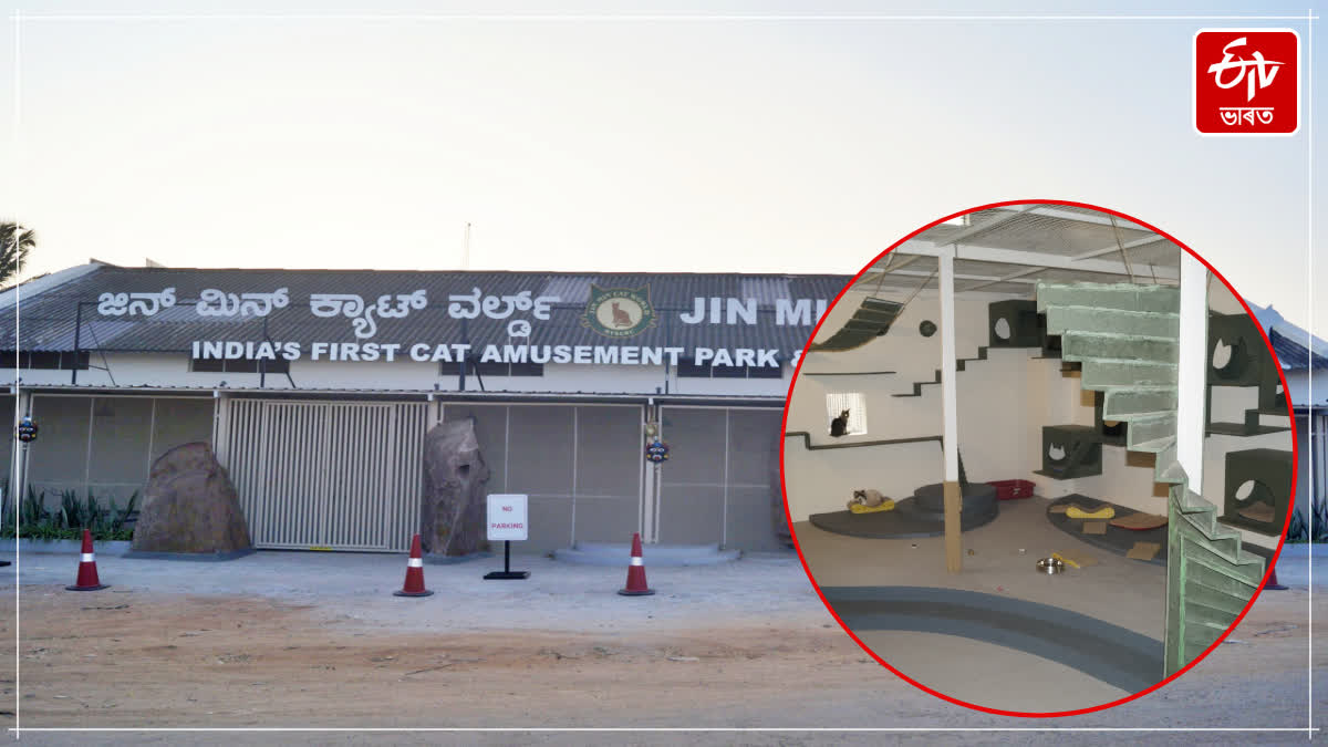 From Palace City to Pet Education Hub: India's First Cat Museum Launched in Mysuru