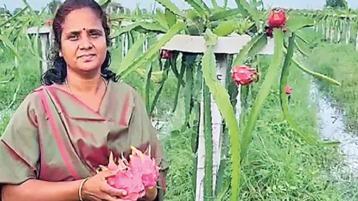 A Journey Back Home: How Gondi Jhansi Lakshmi Traded Luxury For The Soil Etv Bharat