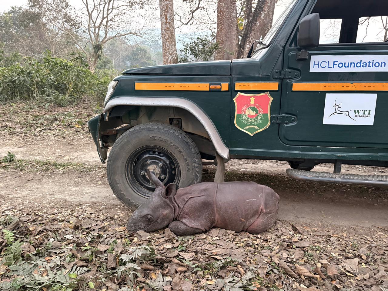RESCUE OF STRANDED RHINO CALF