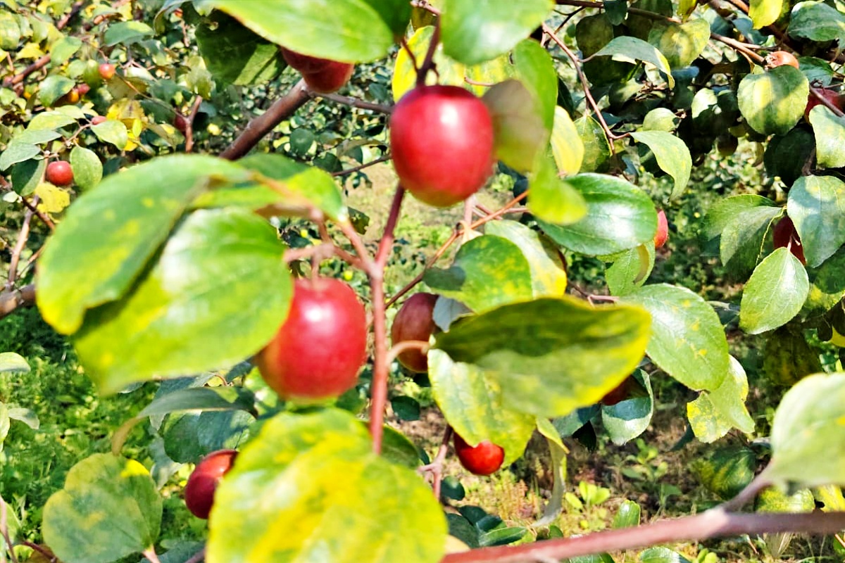 Nalanda Farmer Amesh Vishal Quits Engineering to Build Rs 6 Lakh Exotic Plum Farming Business