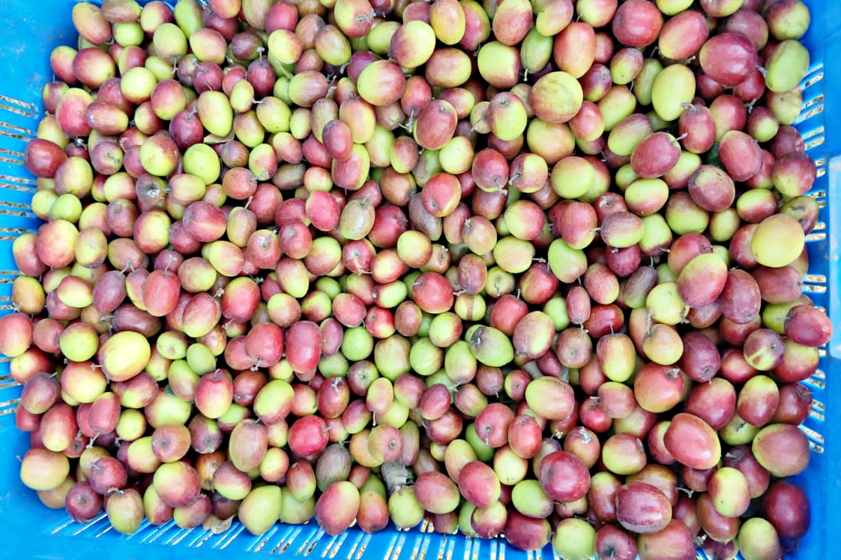 Nalanda Farmer Amesh Vishal Quits Engineering to Build Rs 6 Lakh Exotic Plum Farming Business