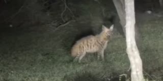 பண்ணாரி சாலையில் தென்பட்ட கழுதைப்புலி