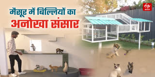 Unique world of cats