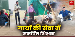 गायों की सेवा में समर्पित शिक्षक
