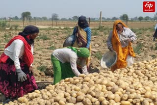आगरा के किसानों की मांग, आलू एक्सपोर्ट कराए सरकार.
