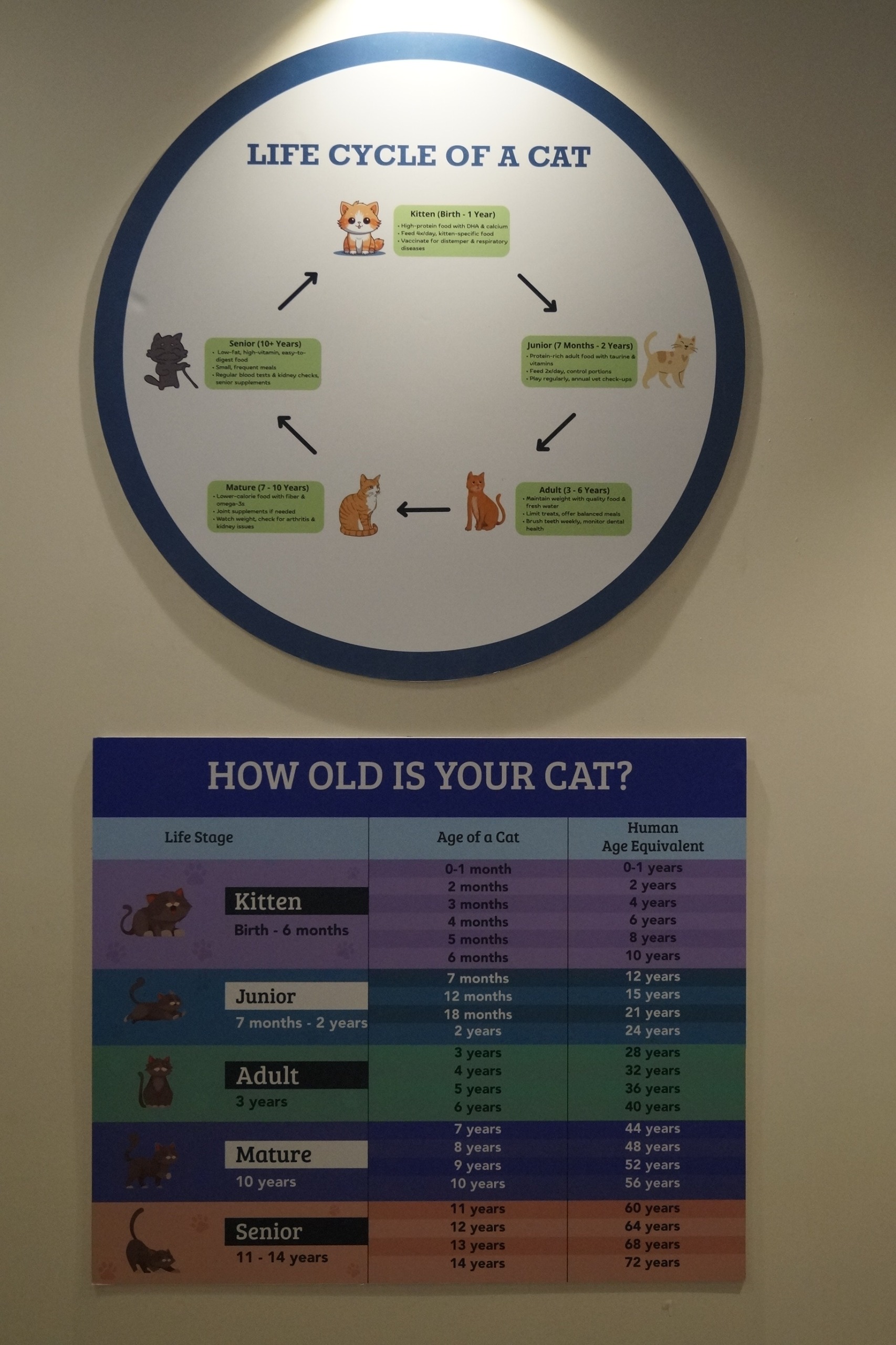 From Palace City to Pet Education Hub: India's First Cat Museum Launched in Mysuru