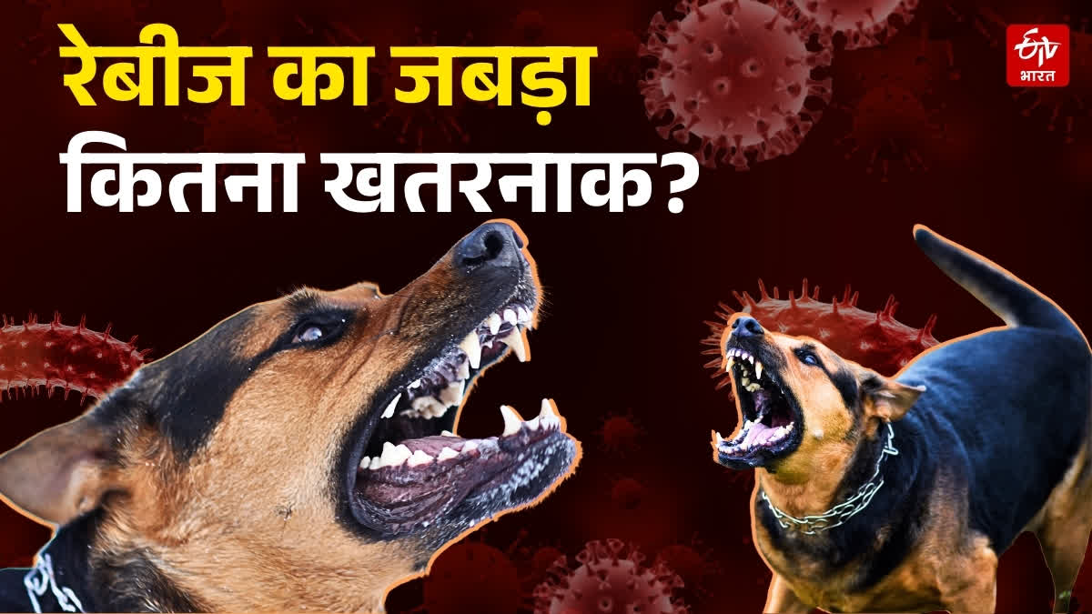 WAYS TO AVOID RABIES JAWS