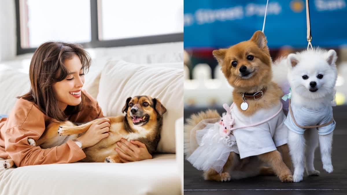 Pawfee Restaurant in Visakhapatnam