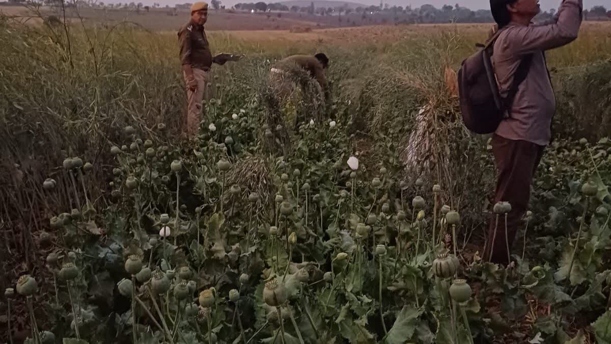 सरसों की फसल के बीच अवैध अफीम