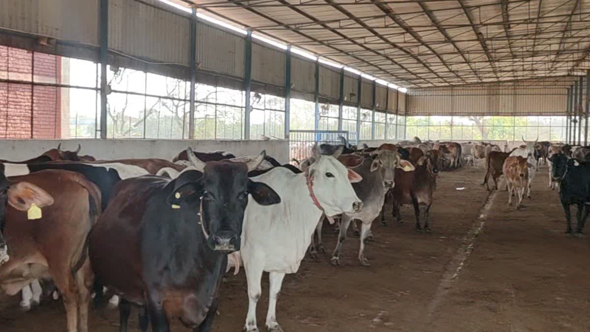 Haryana Gaushala Grant Delay