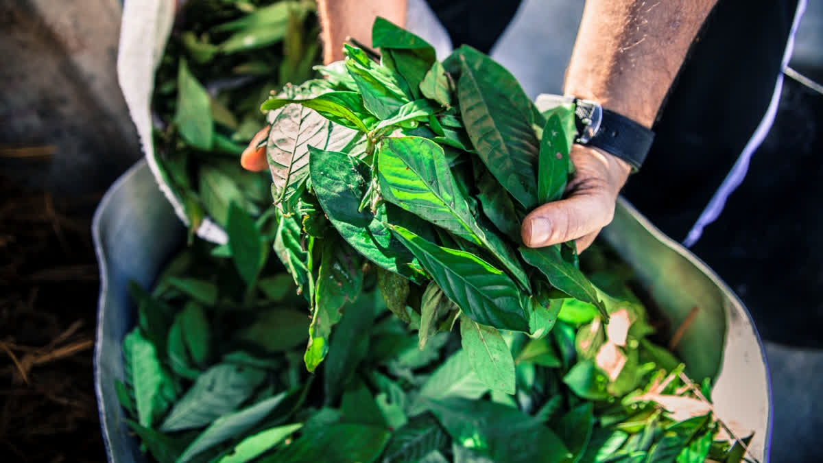 Ayahuasca plant's leaves