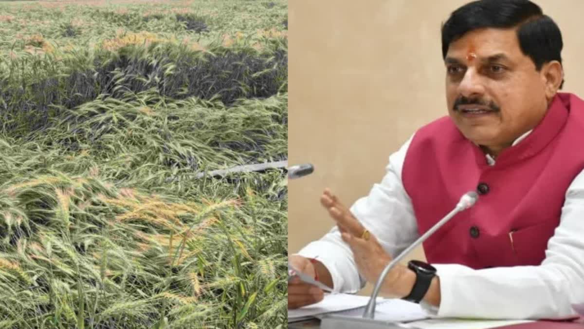 MP Farmers Crop Collector Survey