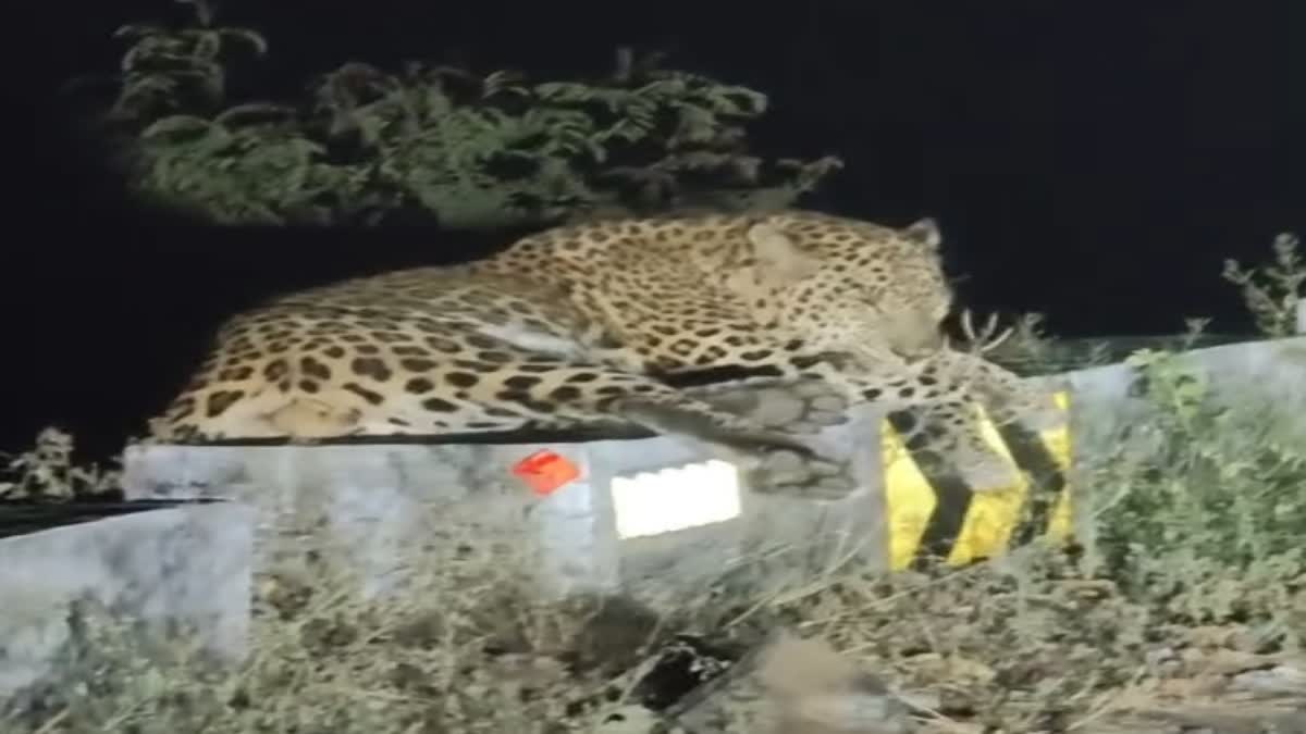 சாலையோர தடுப்பு சுவர் மீது ஹாயாக படுத்திருந்த சிறுத்தை