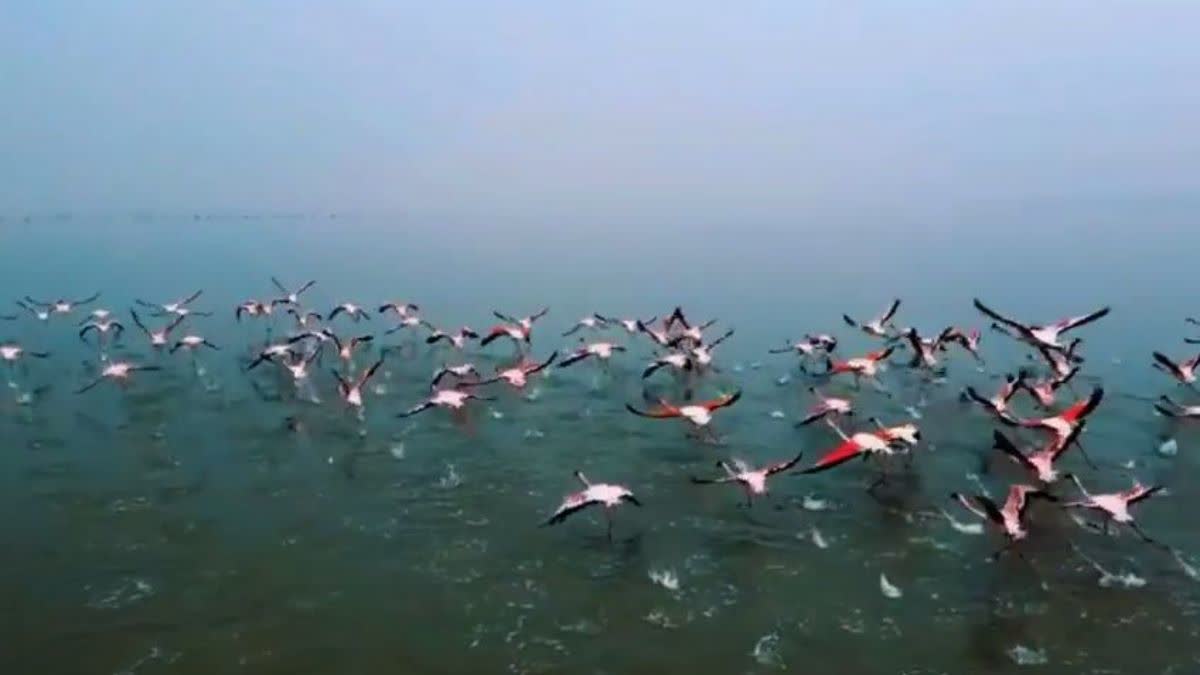 सांभर लेक बर्ड फेस्टिवल