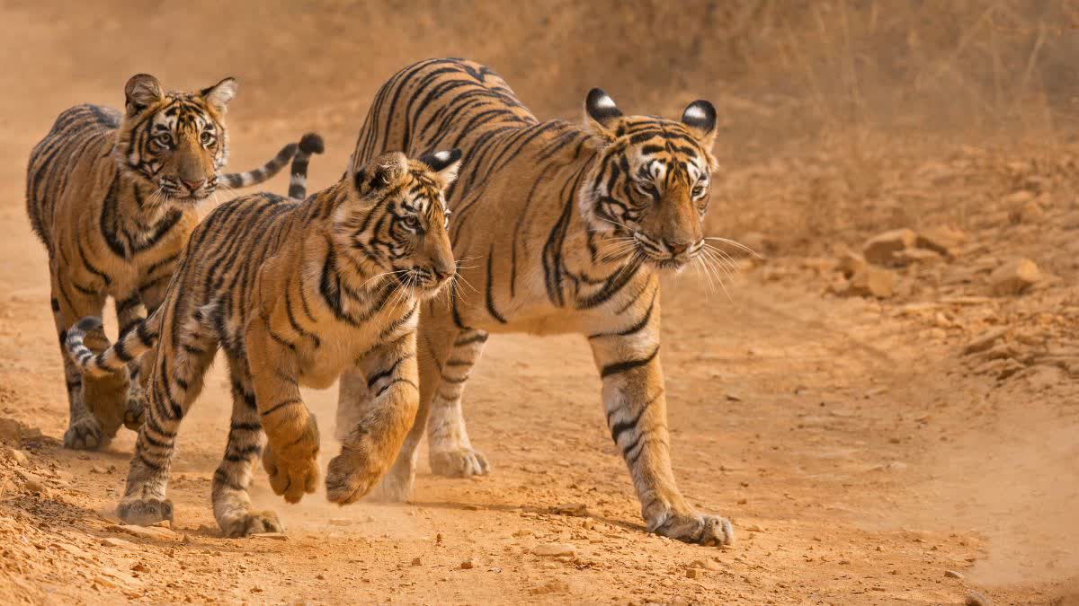 Madhya Pradesh Kawal Tiger Project