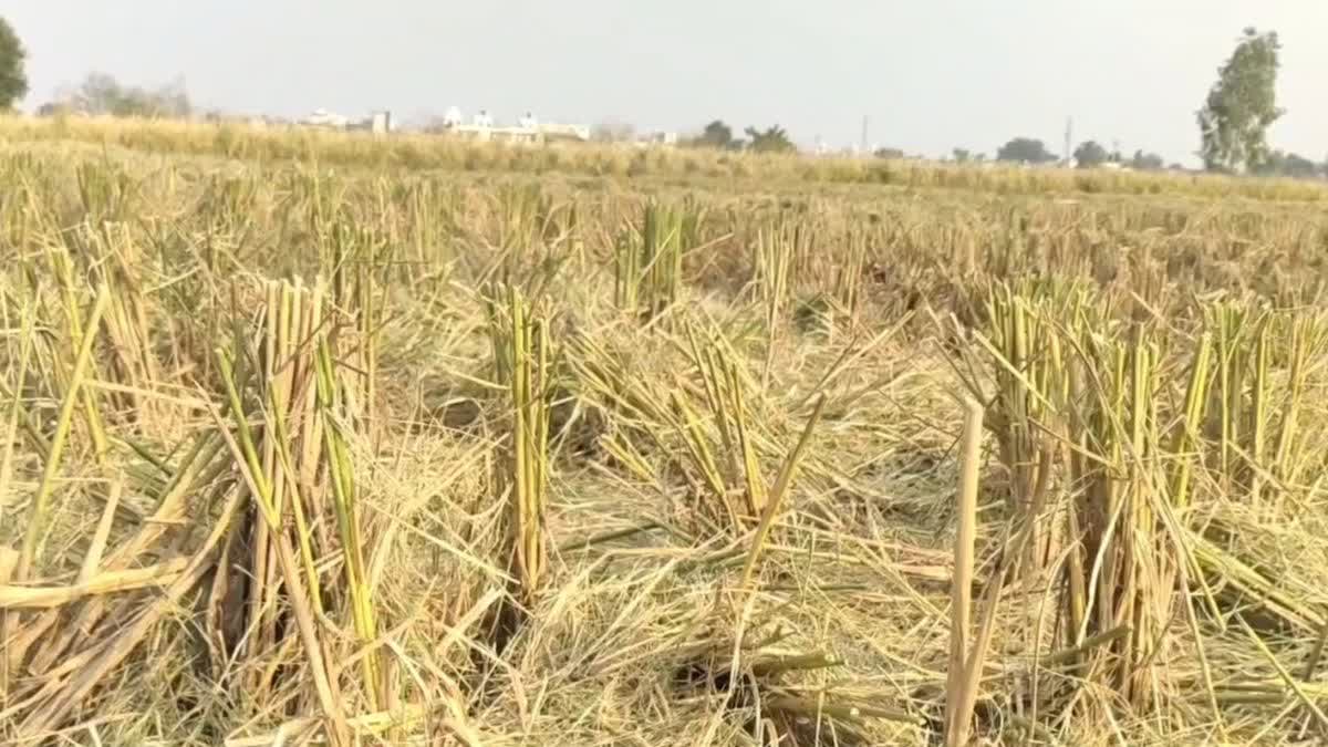 Stubble management in Haryana