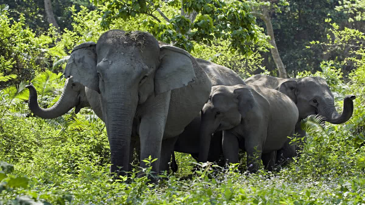BANDHAVGARH ELEPHANTS FAVORITE SPOT
