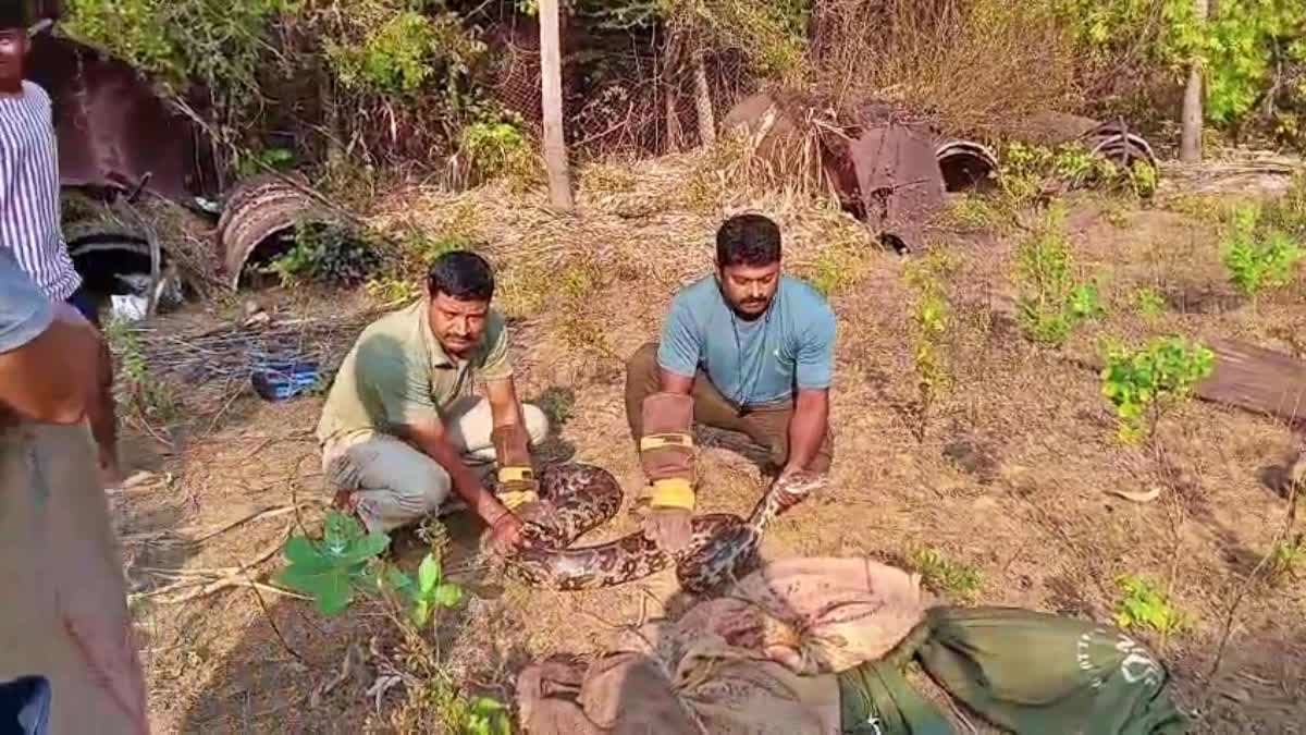 کرناٹک: ایک گھر میں داخل ہوئے چھ اجگر