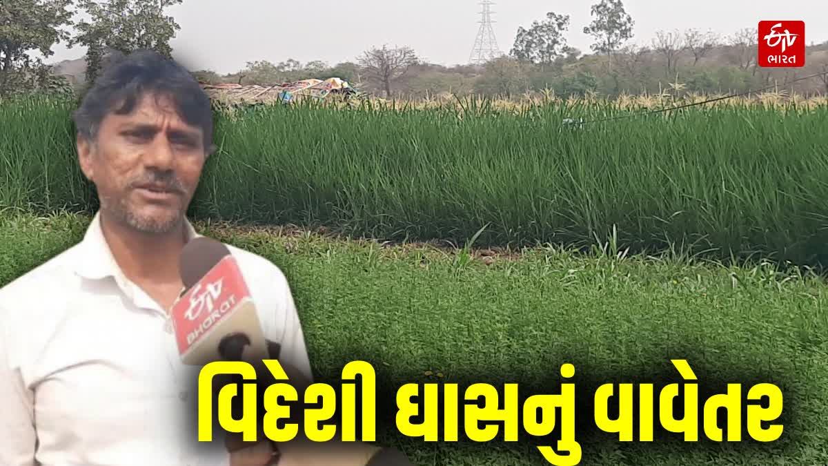 ભાવનગરના ખેડૂતે કર્યુ વિદેશી ઘાસનું વાવેતર