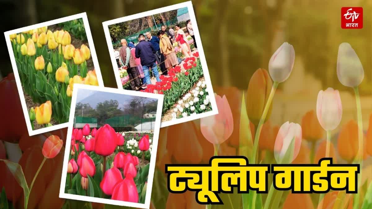 HIMACHAL TULIP GARDEN PALAMPUR