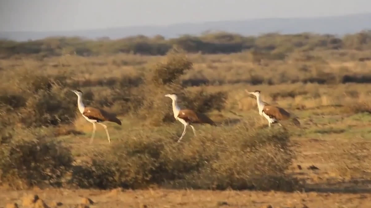 Great Indian Bustard roaming in Desert National Park