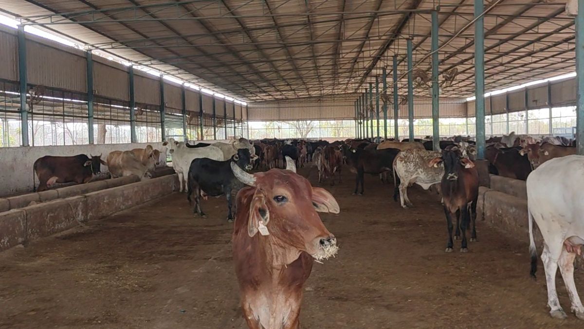 Haryana Gaushala Grant Delay