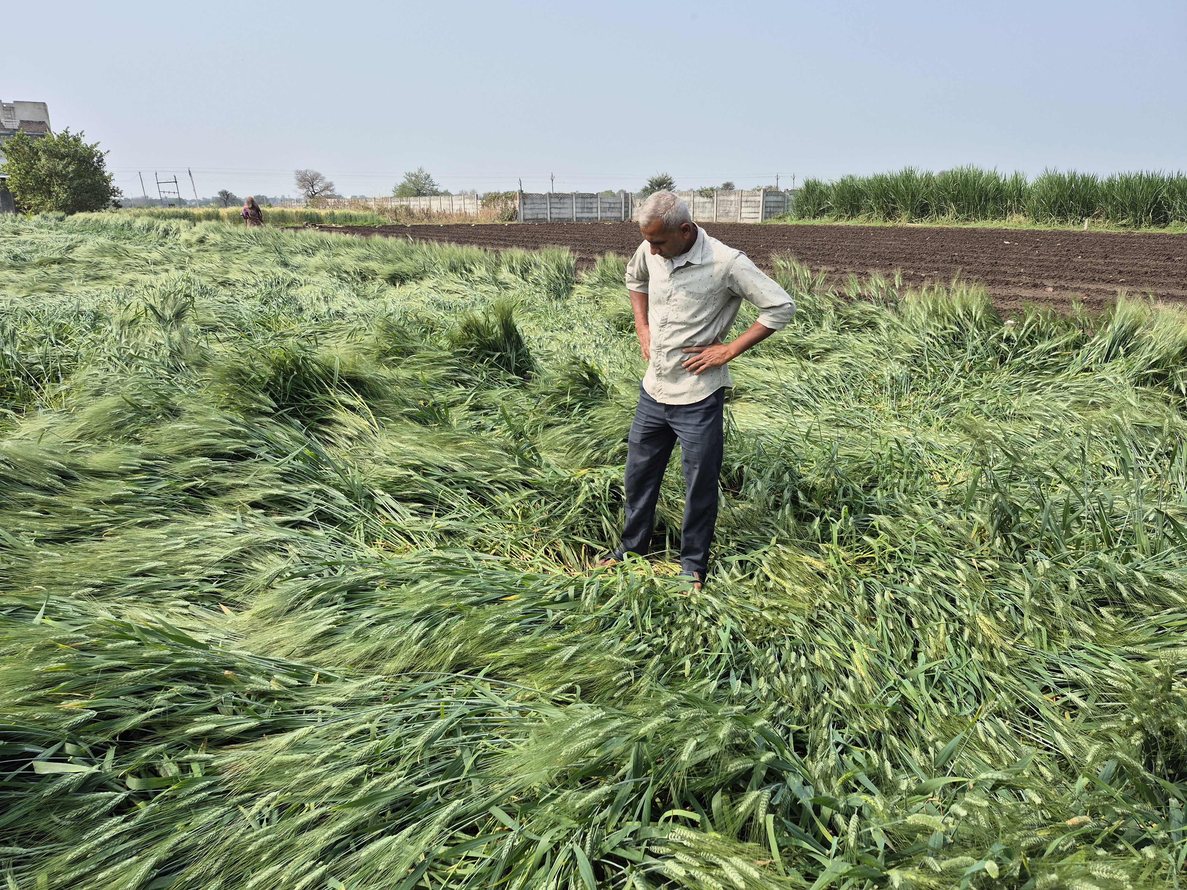 MADHYA PRADESH HAILSTORM SURVEY