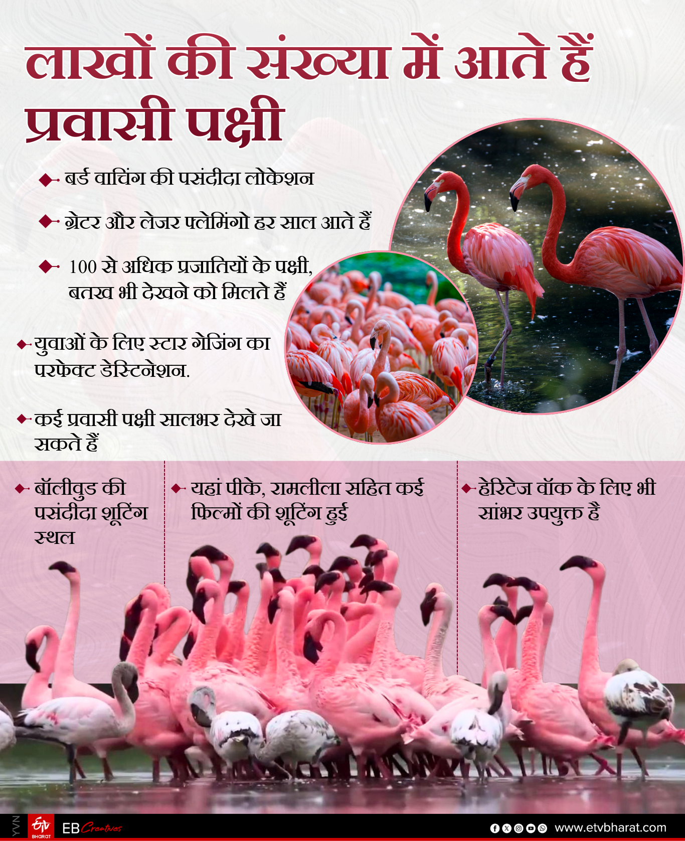 सांभर लेक बर्ड फेस्टिवल