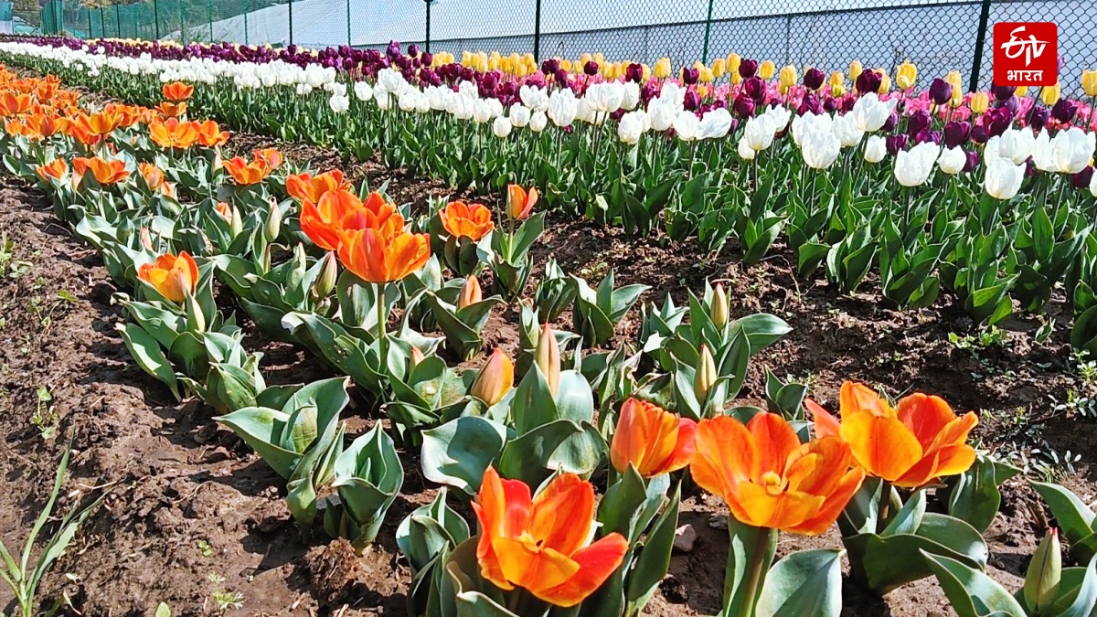 HIMACHAL TULIP GARDEN PALAMPUR