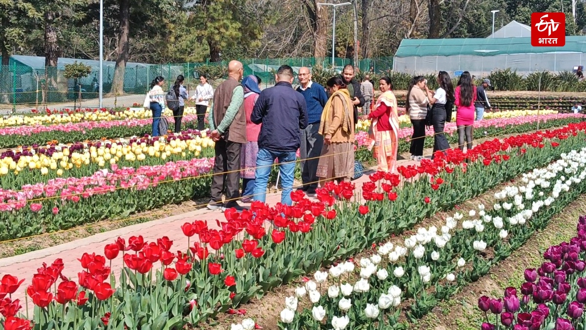 HIMACHAL TULIP GARDEN PALAMPUR