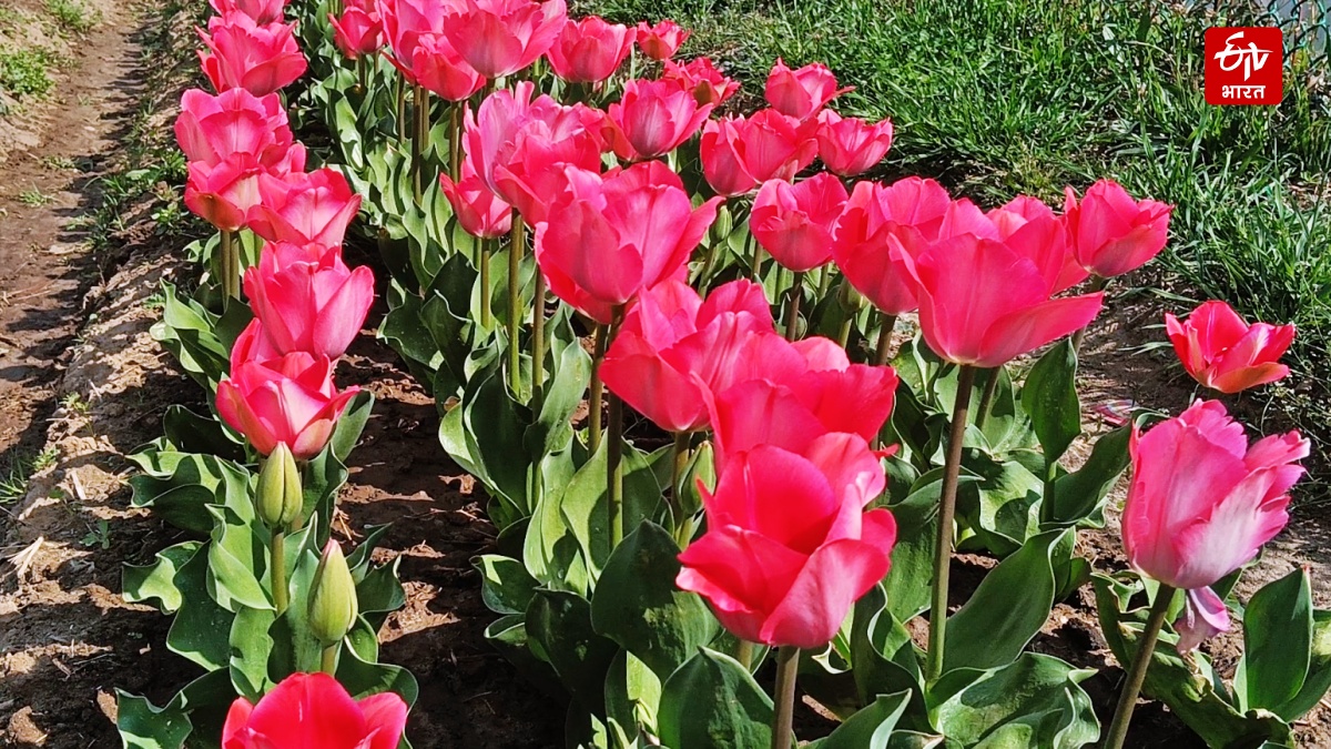 HIMACHAL TULIP GARDEN PALAMPUR