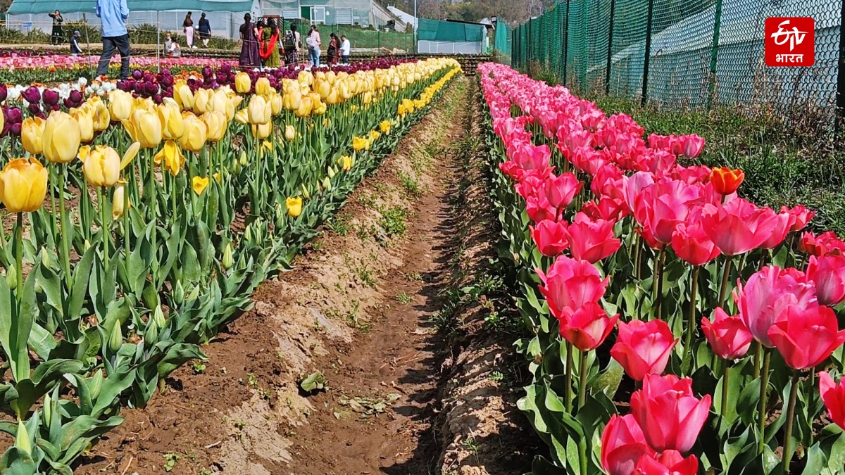 HIMACHAL TULIP GARDEN PALAMPUR