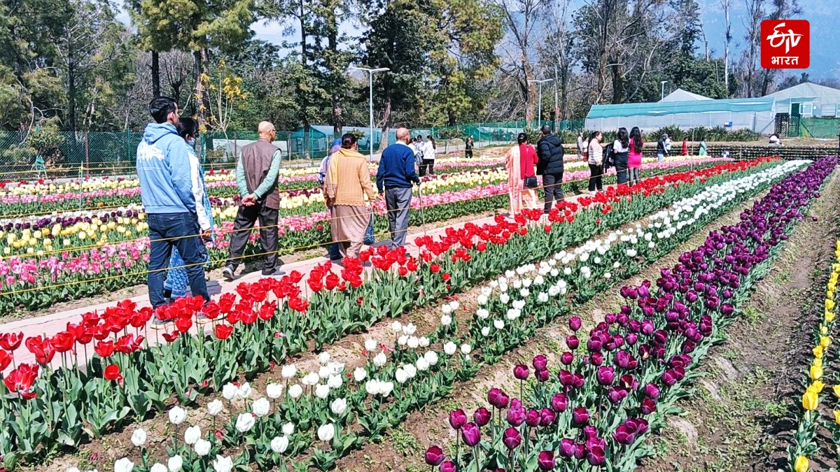 HIMACHAL TULIP GARDEN PALAMPUR