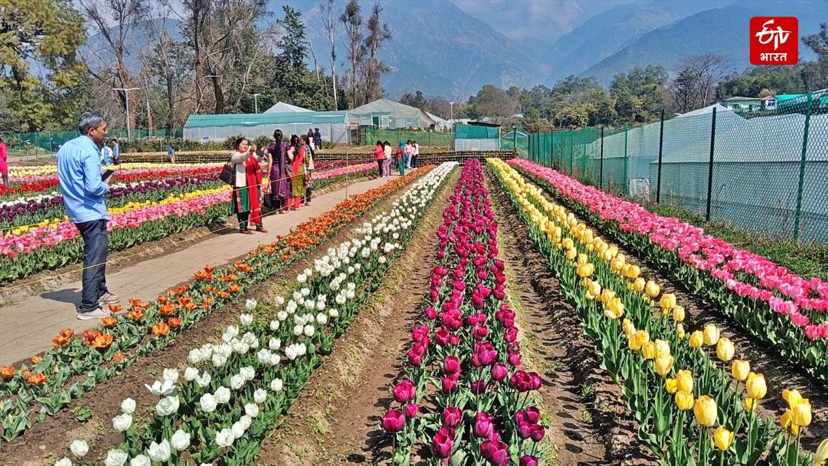 HIMACHAL TULIP GARDEN PALAMPUR