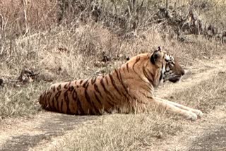 dewas Khivni Sanctuary