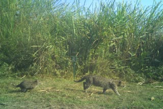Kaziranga National Park