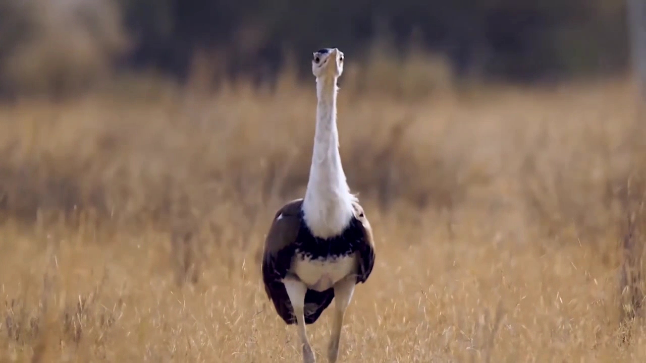 Great Indian Bustard has the status of state bird