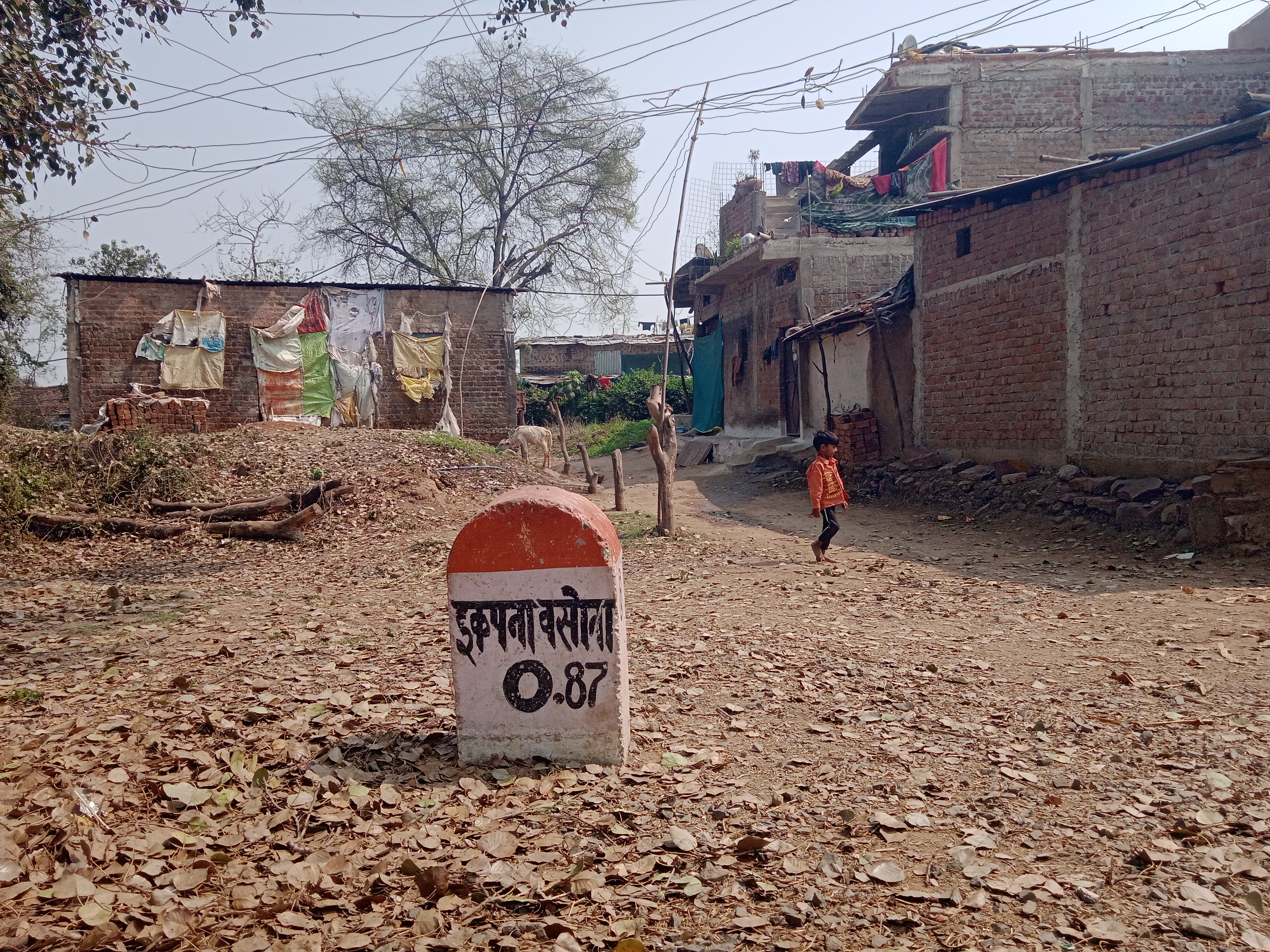 SAGAR IKPANA VILLAGE RARE TESU TREE
