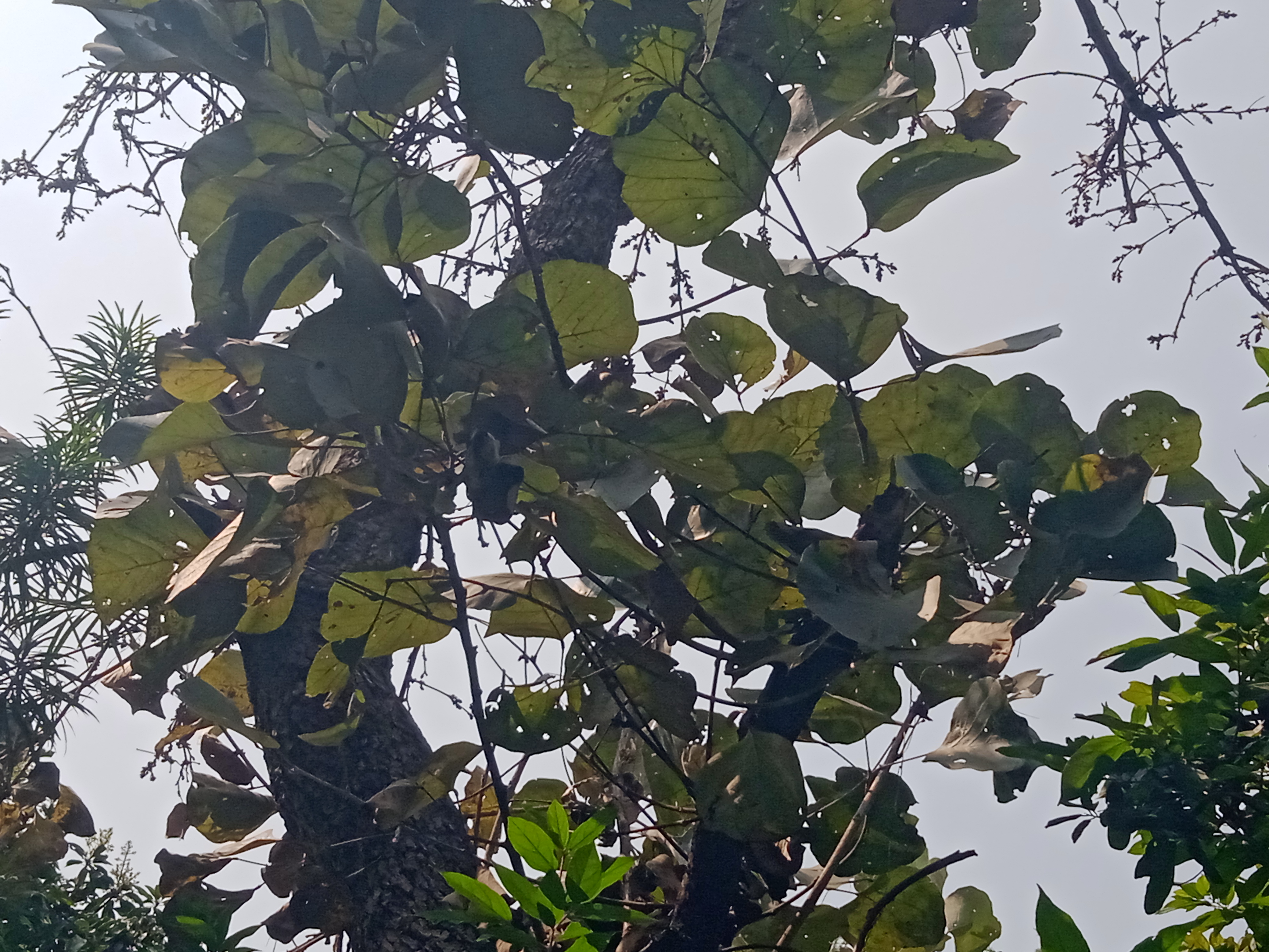 SAGAR VILLAGE NAME ON TREE LEAVES