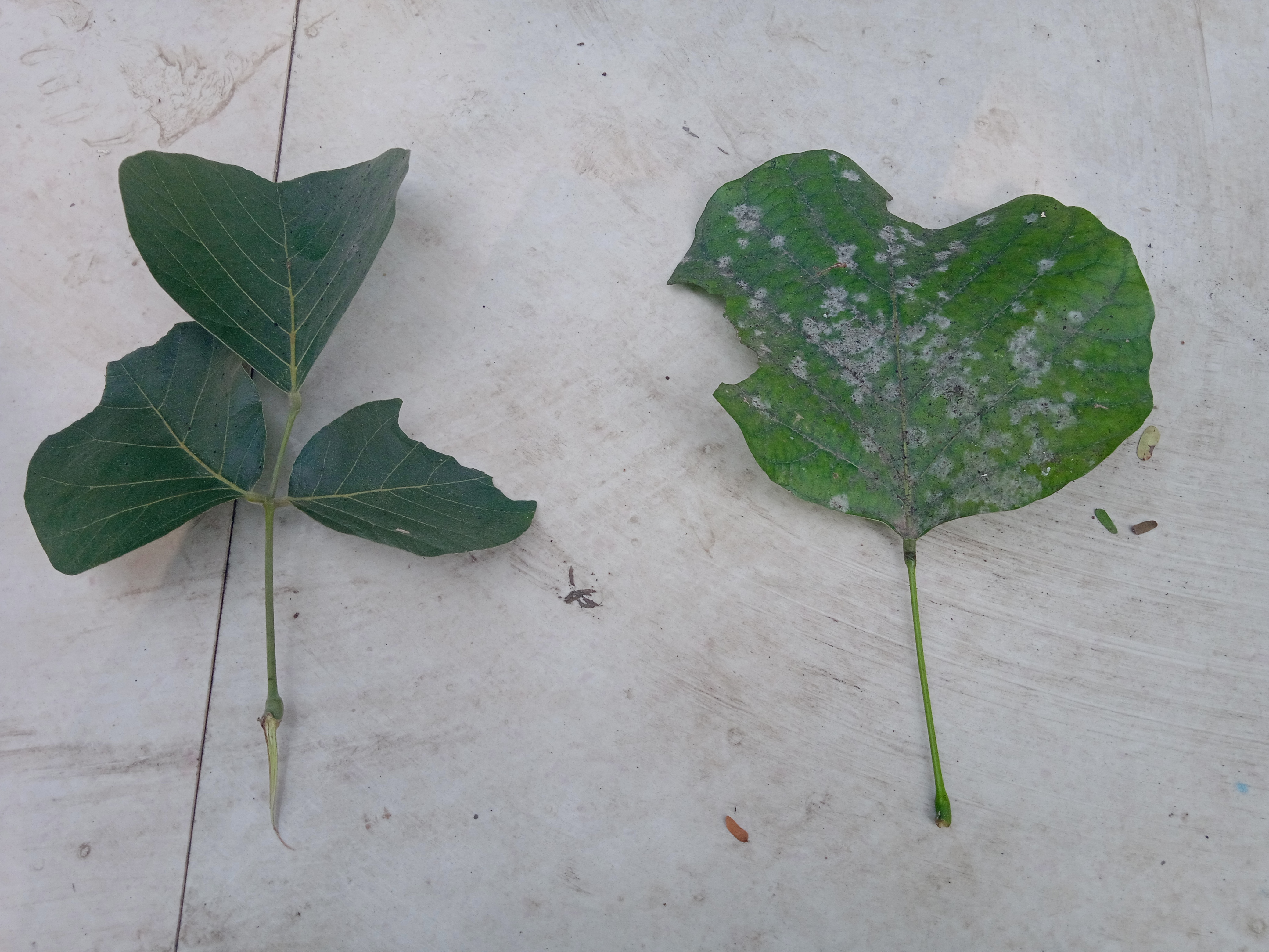 SAGAR VILLAGE NAMED ON PALASH TREE