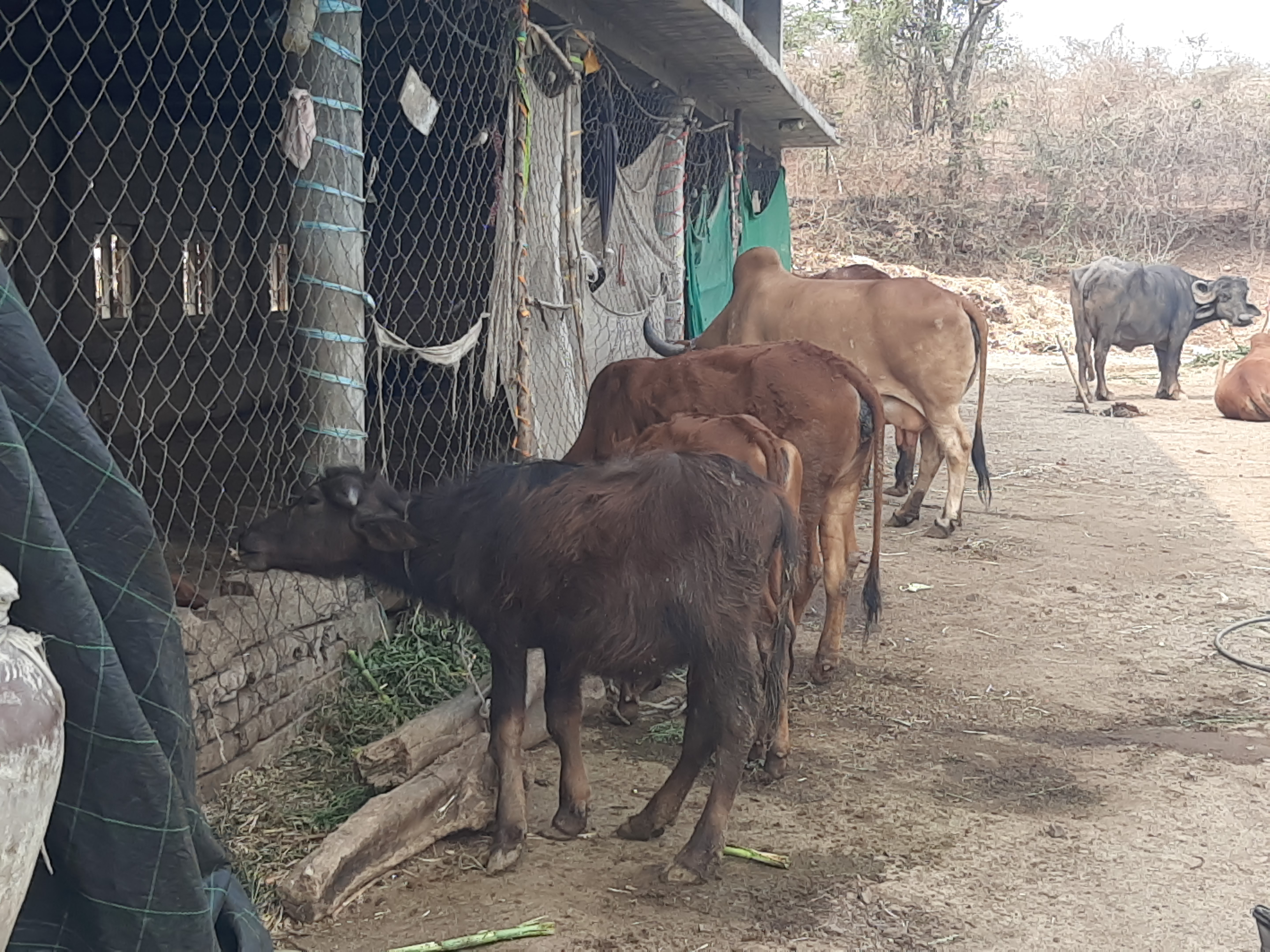 નેપિયર ઘાસચારો પશુઓ માટે ઉત્તમ