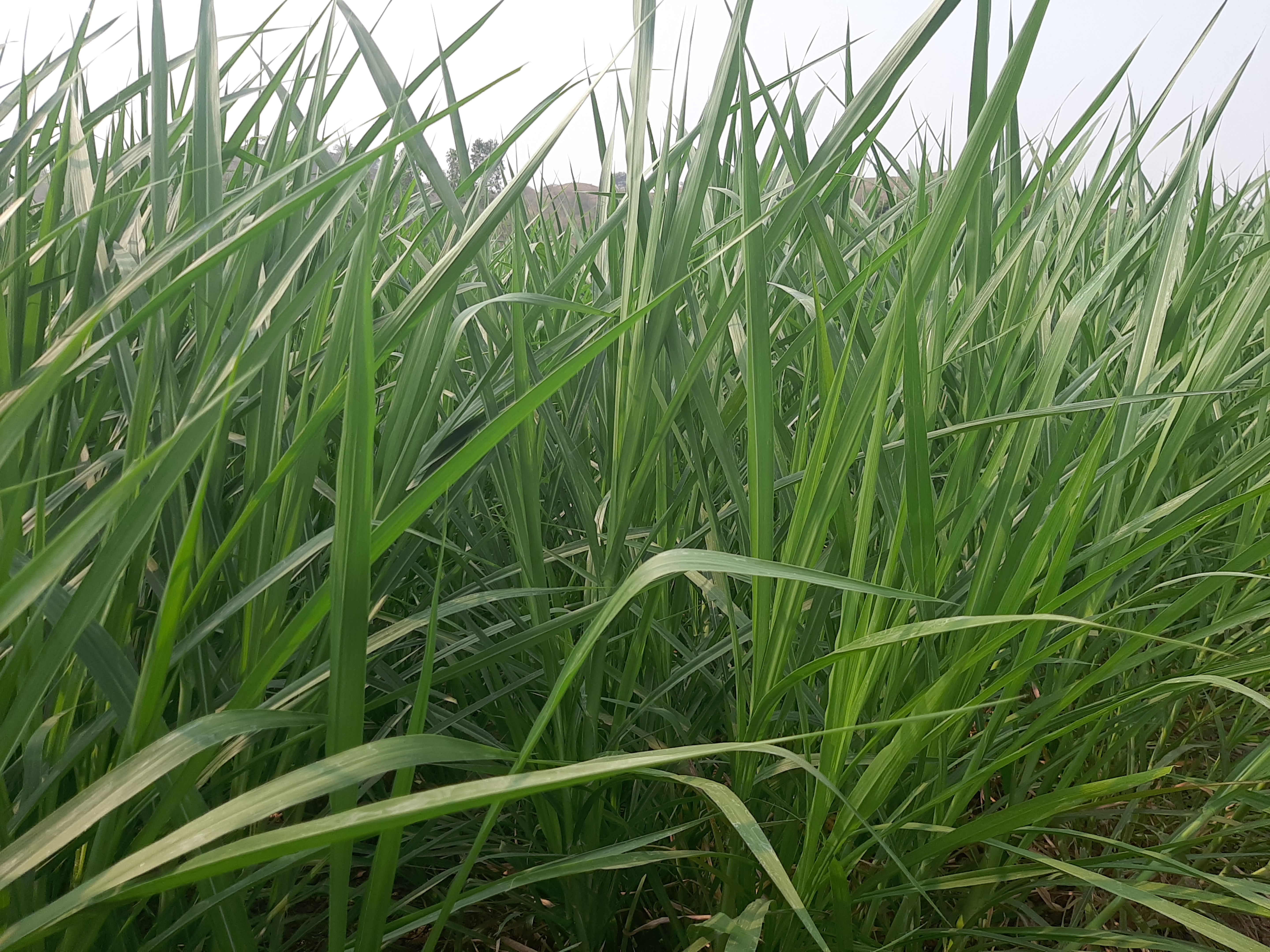 નેપિયર ઘાસમાં ભરપૂર માત્રામાં પ્રોટીન અને ફાઇબર