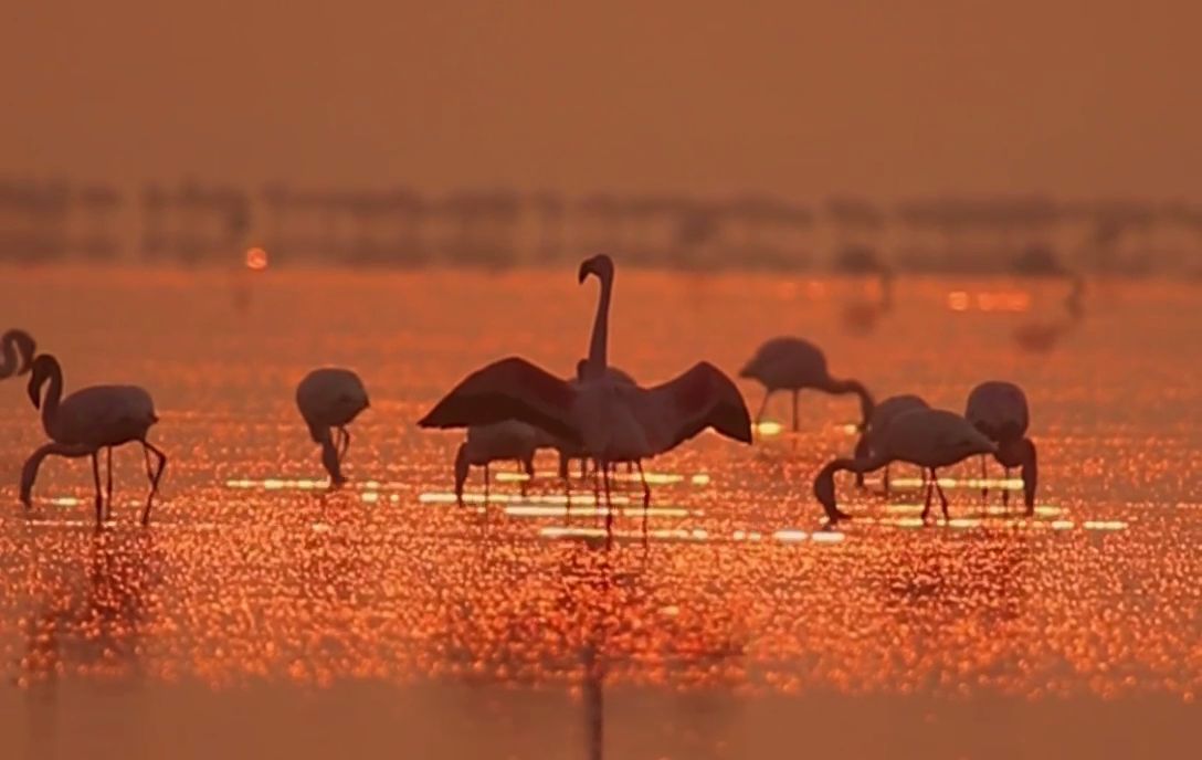 झील में प्रवास करते प्रवासी पक्षी.