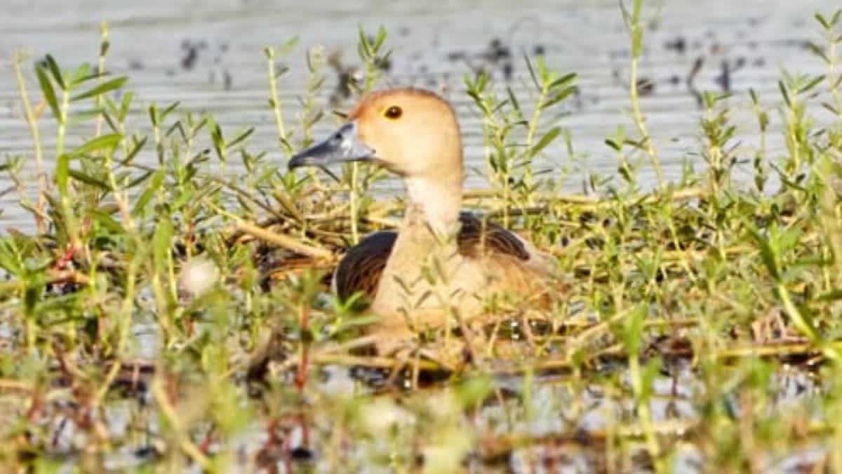 छुइहा बांध पर युवान पहल के तहत बर्ड वॉक, 45 प्रजातियों की पहचान ने बढ़ाया  रोमांच