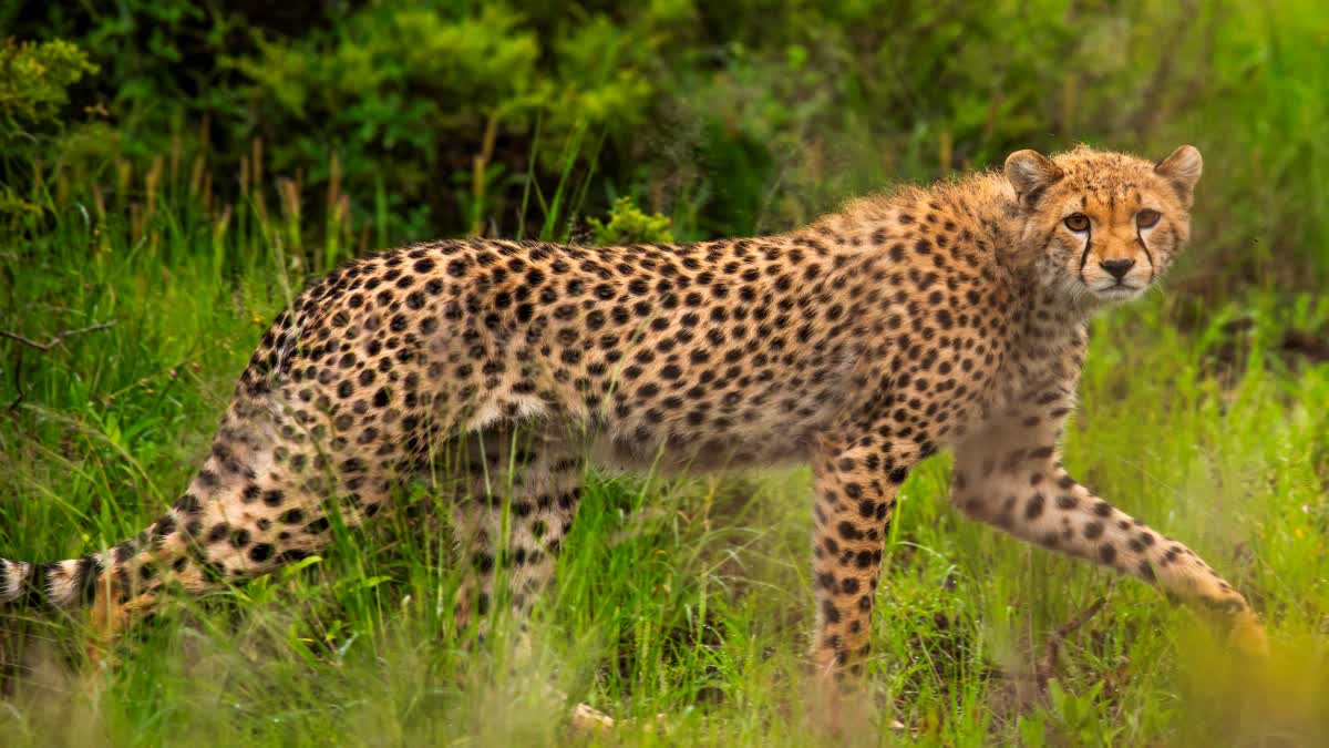 CHEETAHS MOVEMENT RAJASTHAN