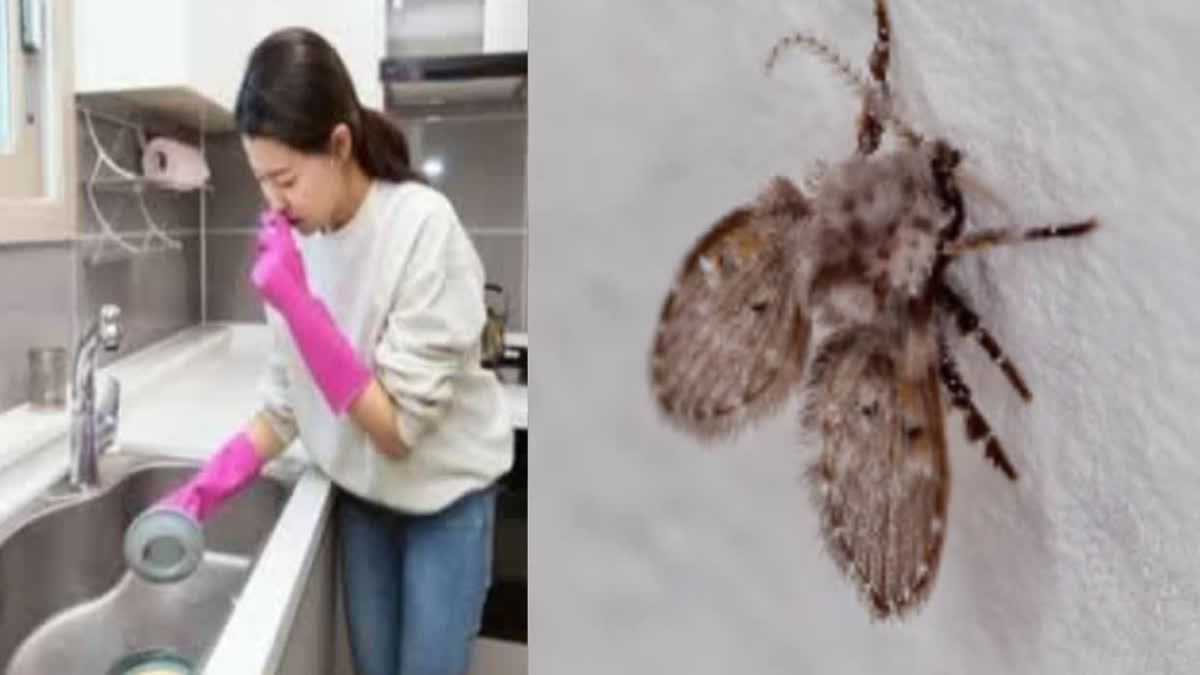 Bhaware Insect ਕੀ ਤੁਸੀਂ ਵੀ ਪਰੇਸ਼ਾਨ ਹੋ ਰਸੋਈ ਅਤੇ ਬਾਥਰੂਮ 'ਚ ਉਡਣ ਵਾਲੇ ਕੀੜਿਆਂ ਤੋਂ ?, ਤਾਂ ...