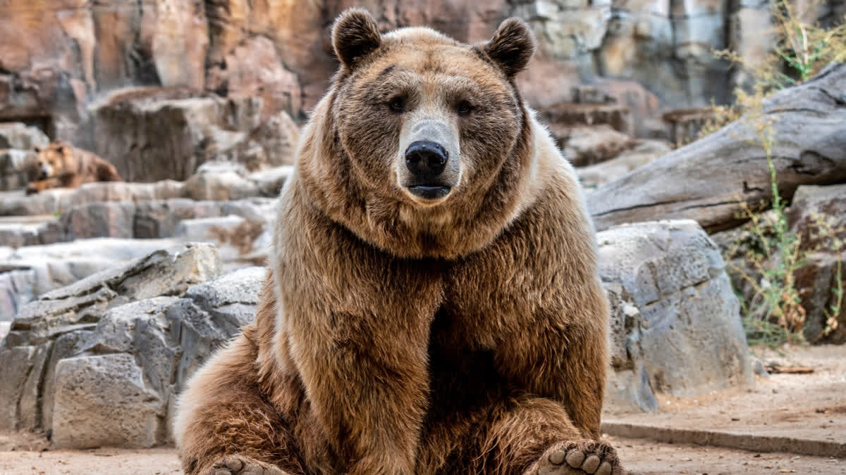 Wild bear