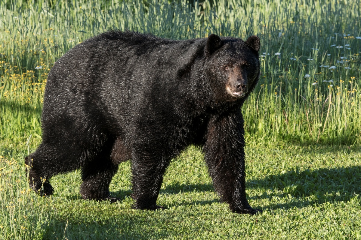 Wild bear