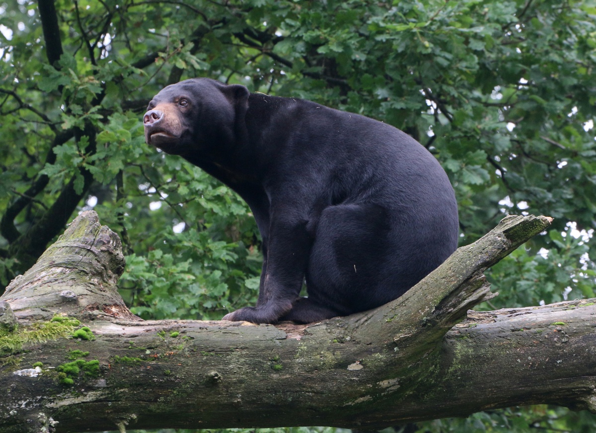 Bears prefer to mind their own business