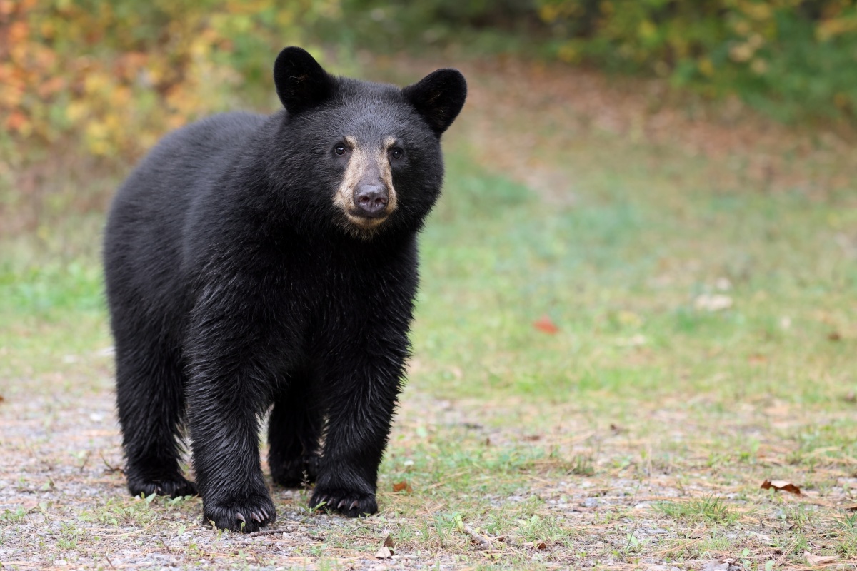 Baby bear in the wild